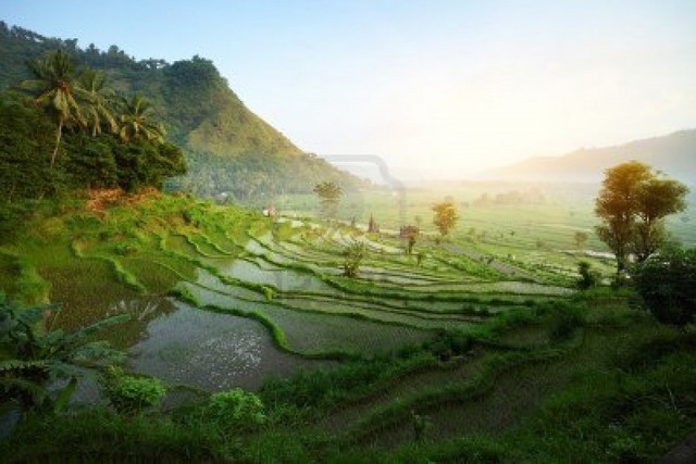 bali bali